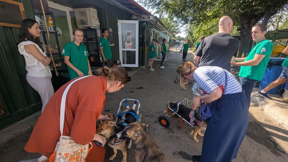 R&Co team meeting the dogs of Adapostul Speranta