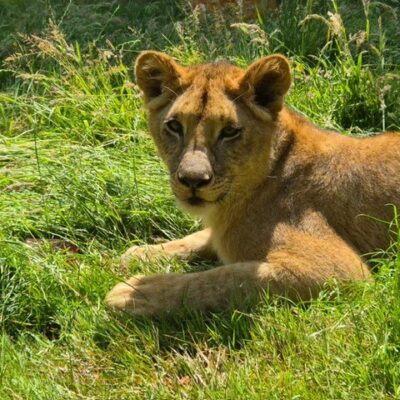 Wear Referrals - Lion cubs