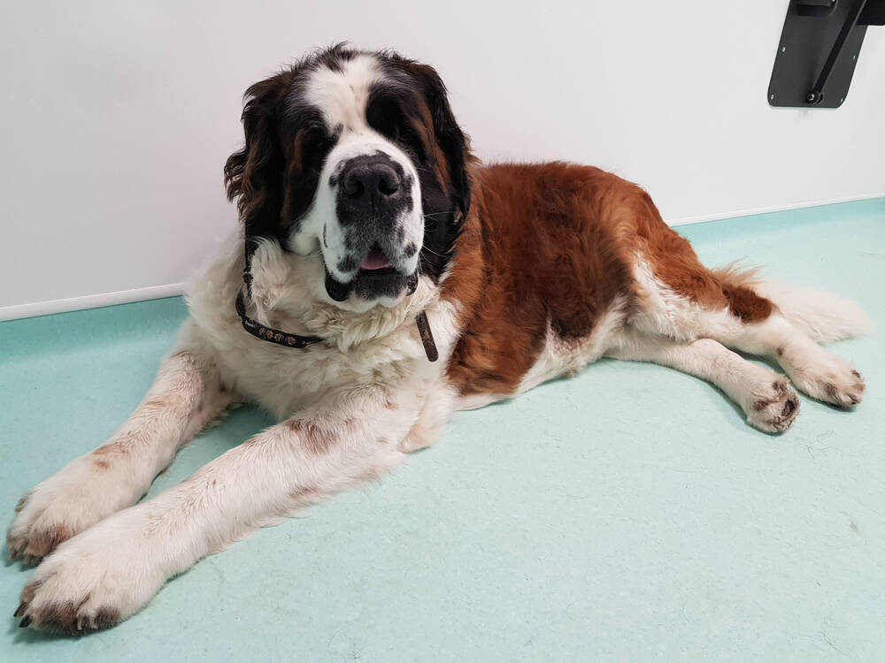 Maisy the St Bernard pictured lying down
