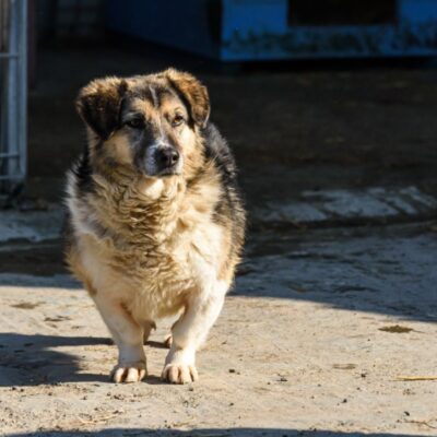 Brown and black dog with short legs