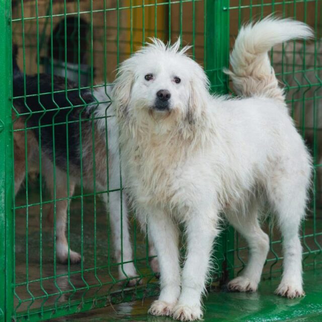White fluffy dog pictured at Speranta Shelter in Romania