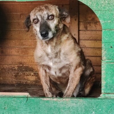 Tuta the dog in a green wooden shelter