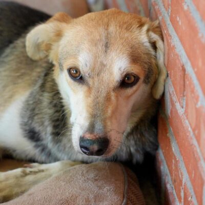 Bella the three-legged dog