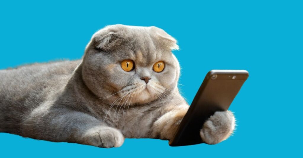 Fluffy grey cat with orange eyes holding a mobile phone