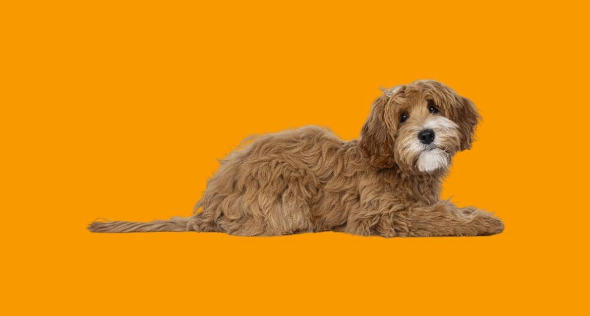 Cockapoo laying down