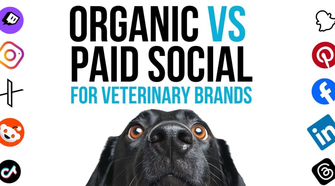 Black Labrador looking up. Wording reads: Organic vs paid social for veterinary brands