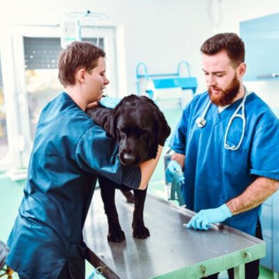 Two veterinary professionals handling a black Labrador