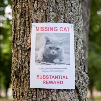 Missing cat poster pinned to a tree