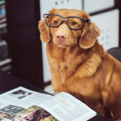 A cute brown dog wearing glasses. A magazine is open on the table in front of it.