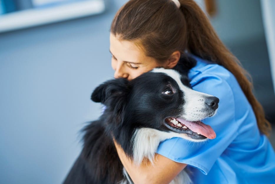 Female vet in scrubs hugging a black and white Border Collie