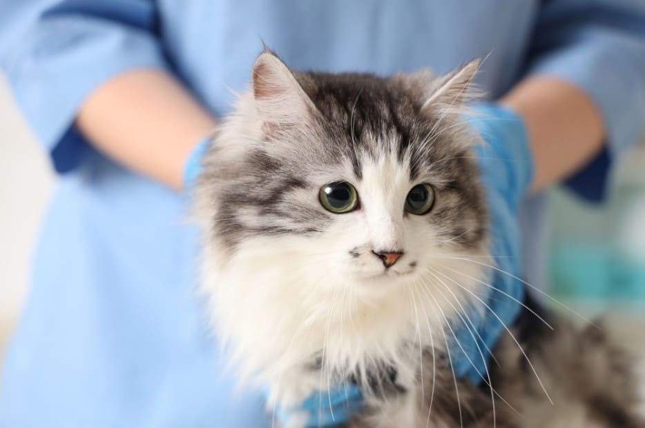 Vet examining a grey and white fluffy cat