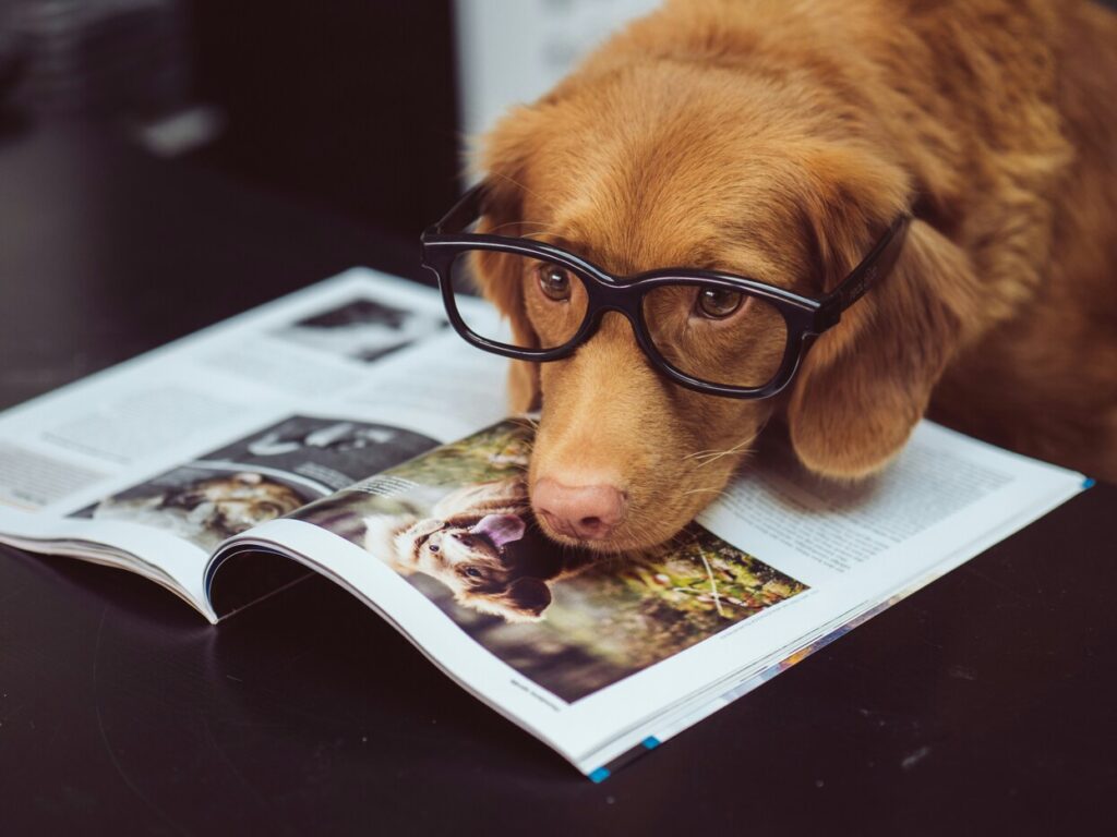 Brown dog wearing glasses reading a magazine
