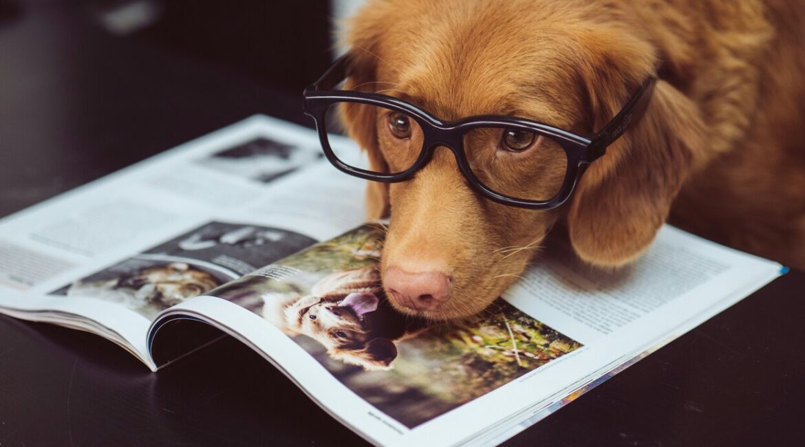 Brown dog wearing glasses reading a magazine