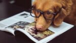 Brown dog wearing glasses reading a magazine