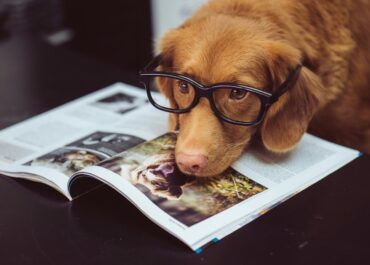 How to Use Veterinary Case Studies for Maximum PR Impact
