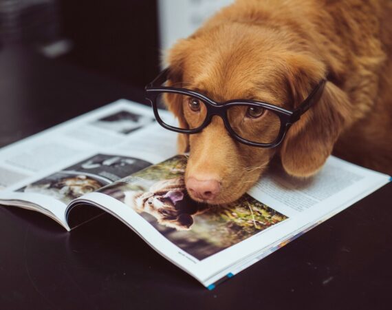 Brown dog wearing glasses reading a magazine