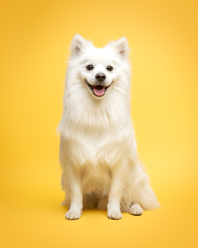 Amie Barron Dog Photography
