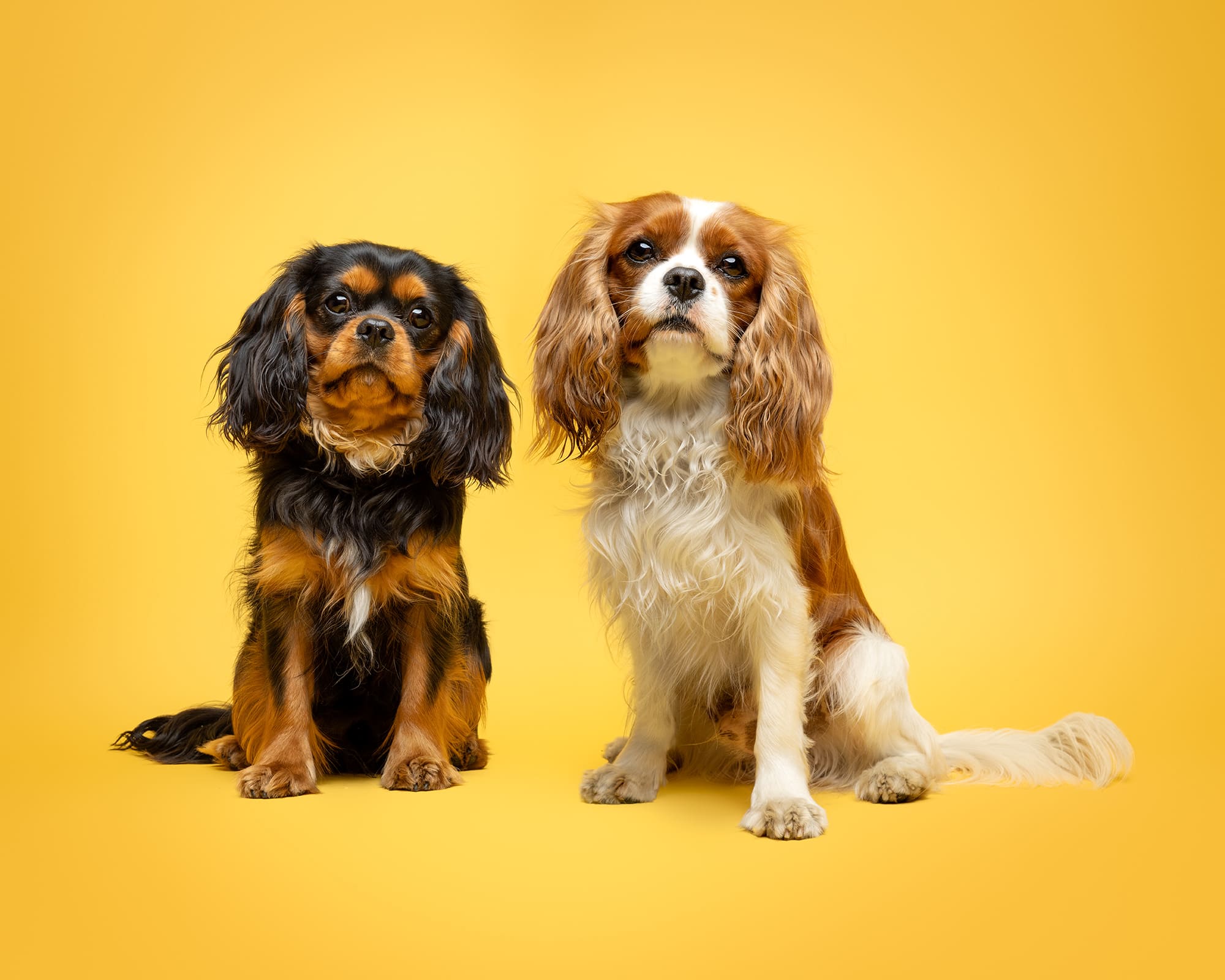 Two King Charles Spaniels pictured on a yellow background by Amie Barron Photography