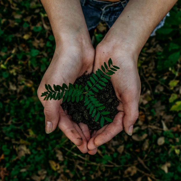 Someone holding a plant in their hands
