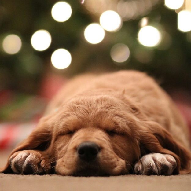Golden retriever puppy asleep in front of Christmas tree