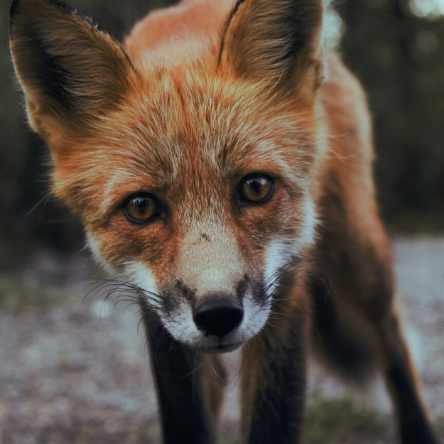 Fox looking into camera