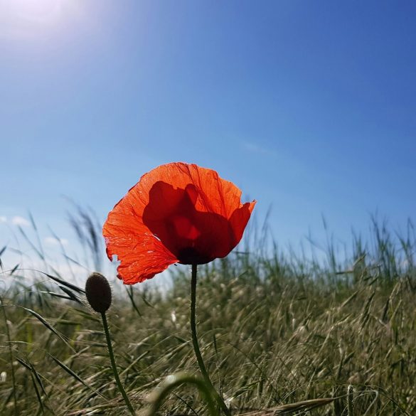 A poppy in a field