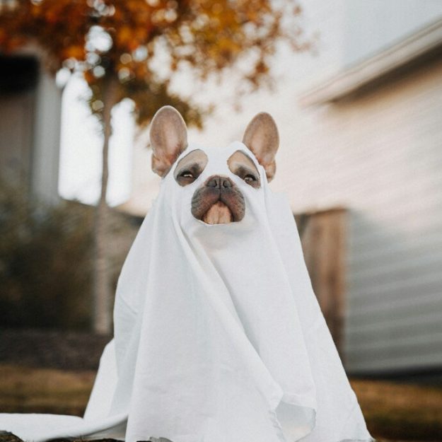 French bulldog in ghost Halloween costume