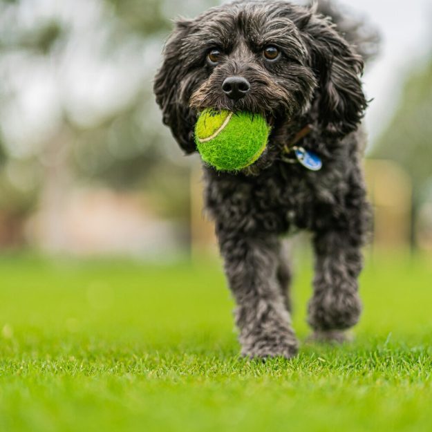 Small black dog with tennis ball in mouth