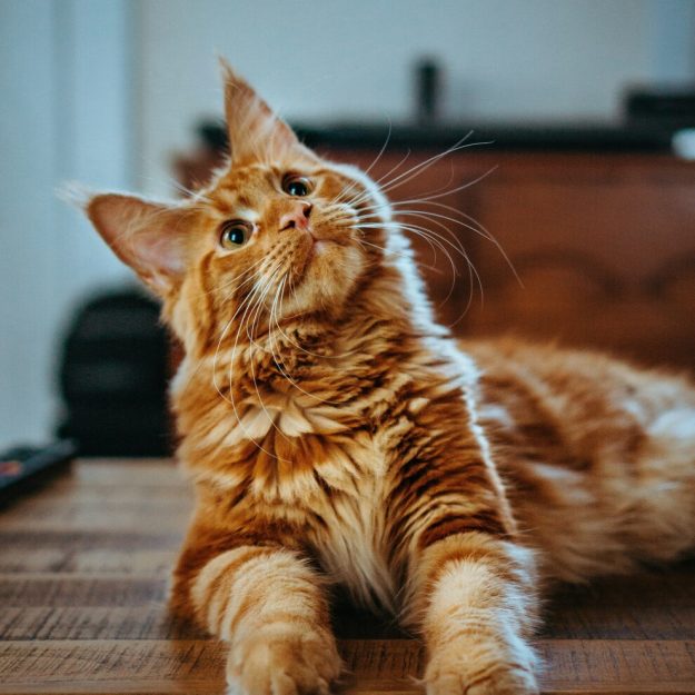 Sept - ginger cat